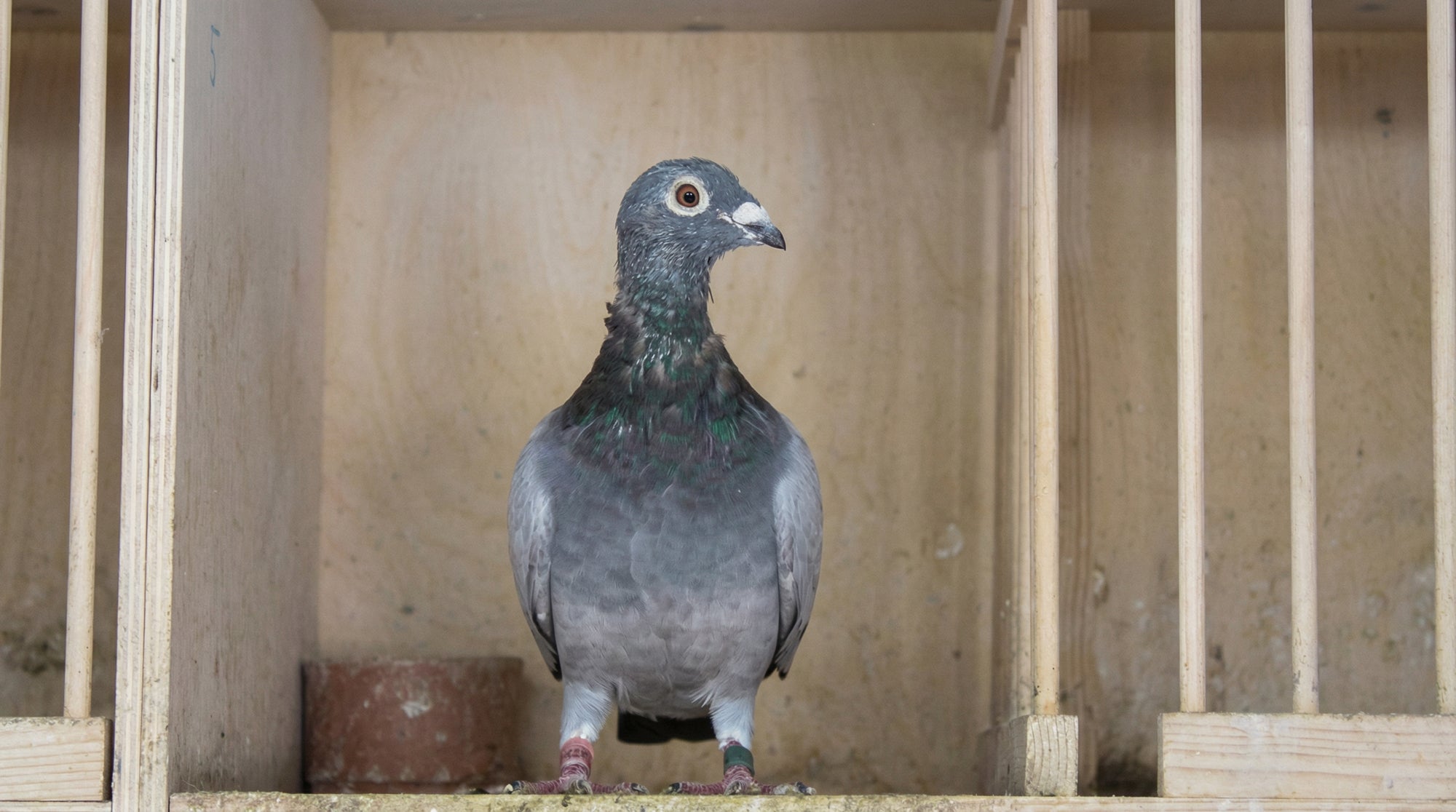Elektrolyte: Mehr als nur „Durstlöscher“ nach dem Flug