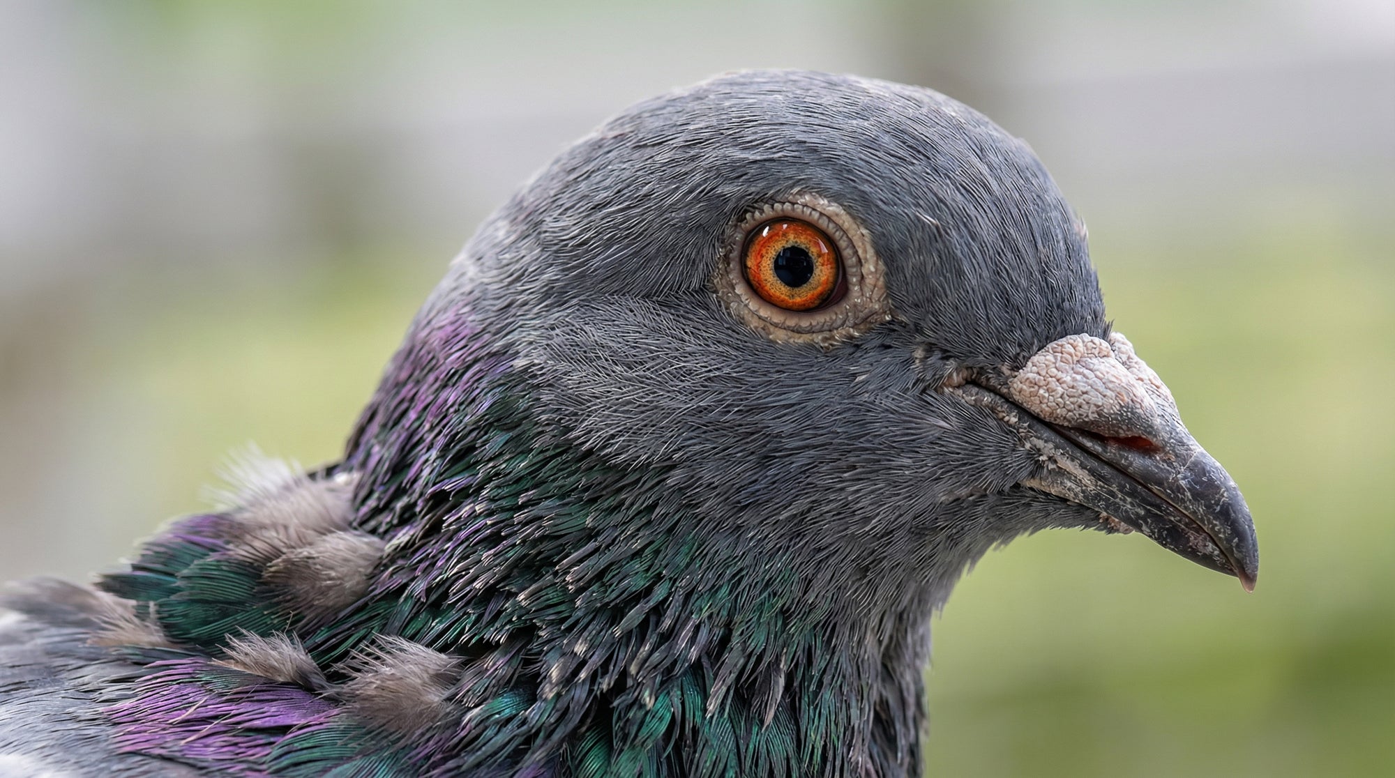 Tierärztliche Betreuung im Taubensport: Warum Expertenrat den Unterschied macht