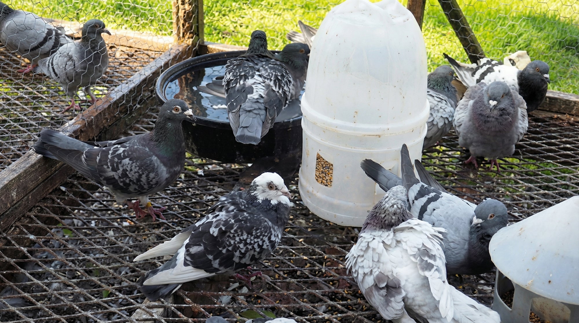 Die häufigsten Fehler in der Mauserzeit – und wie man sie vermeidet