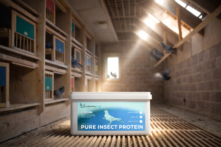 Pure Insect Protein®: Hochwertiges Insektenprotein für Muskelkraft, Regeneration und Vitalität Ihrer Tauben